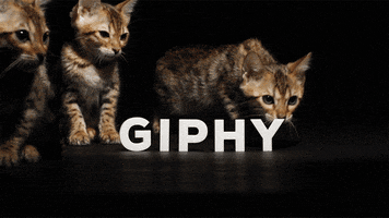 Cat Animation GIF by Originals