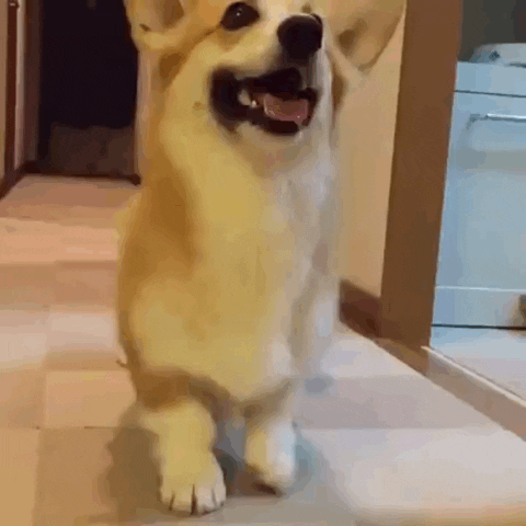kyran2eed dog GIF