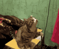 jailbreak cat petting pet on head cat wants to be petted GIF