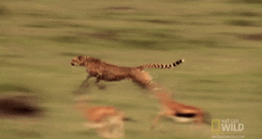 National Geographic Running GIF by Nat Geo Wild