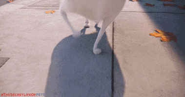 Summer Dancing GIF by The Secret Life Of Pets