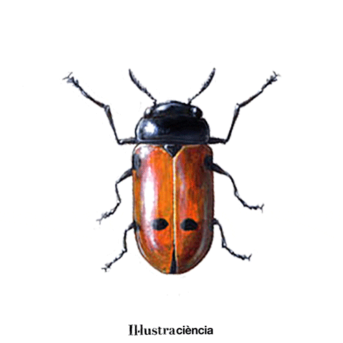 illustraciencia draw insect sciart illustraciencia GIF