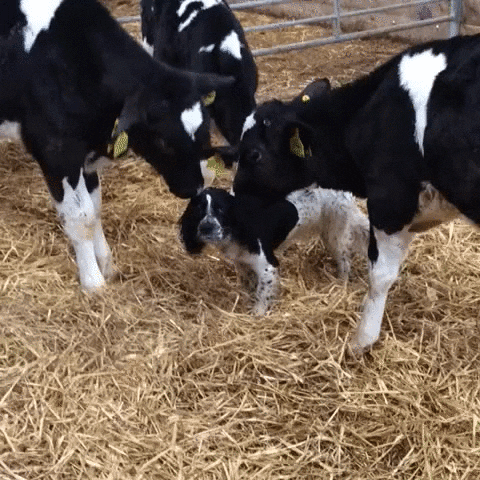 caastrro dog cow lick GIF