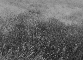 valianicoltzeff  GIF