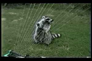 Raccoon Funny Videos GIF by AFV Pets