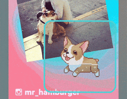 Design Corgi GIF by Glitter