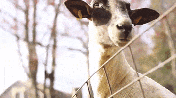 Bleat Bleating GIF by Random Goat