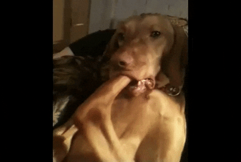 Funny Dog Gif Porn - Live videos porn join free GIFs - Get the best GIF on GIPHY
