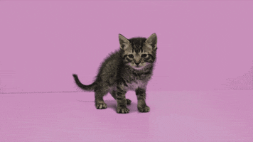 200.gif?cid=fc005b0856629f1d9fea49d82009da224164b21801a44deb&rid=200.gif&ct=g