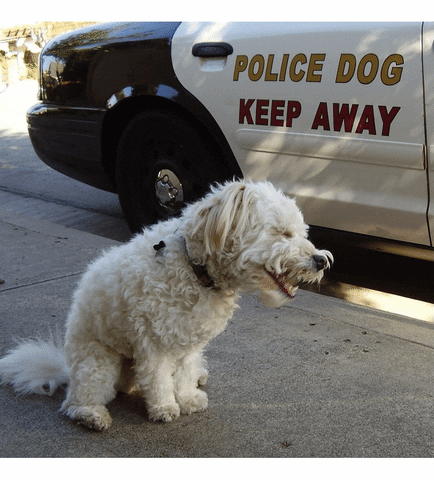 jrjung rufus police dog GIF