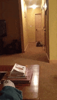 free funny GIF by AFV Pets