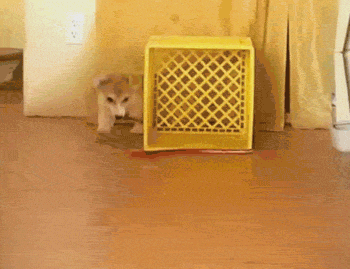 America's Funniest Home Videos dog cute fail adorable GIF