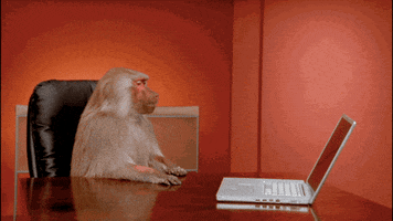 Office Monkey GIF by Mashable