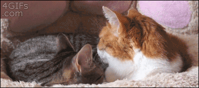 alexlitus  GIF