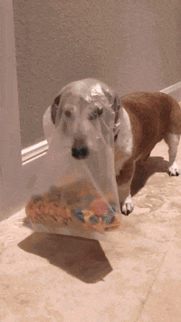 Afv GIF by America's Funniest Home Videos - Find & Share on GIPHY