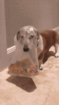 Afv GIF by America's Funniest Home Videos - Find & Share on GIPHY Afv GIF by America's Funniest Home Videos - Find & Share on GIPHY