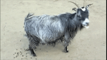 200.gif?cid=fc005b0898b4745a1ecfc43c2cda6ab6e95b48890fed731b&rid=200.gif&ct=g