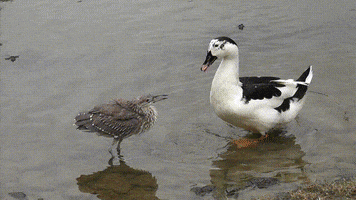 franklin night heron vs duck GIF