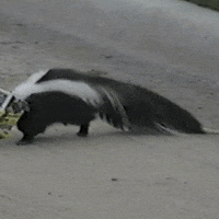 Skunk GIFs - Find & Share on GIPHY