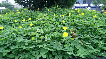 freaky flower yellow flower GIF