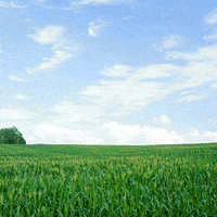 corn field lol GIF by Robbie Cobb