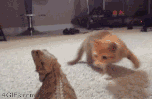 mulderfox  GIF