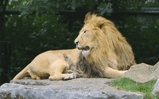 Lion Yawn GIF by Planckendael