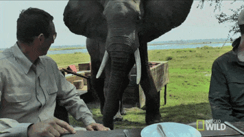 angry attack GIF by Nat Geo Wild 