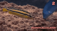 Moi Non Plus Jirai Pas Gifs Get The Best Gif On Giphy