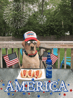 American Dog GIF