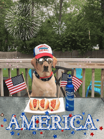  dog american 4th of july independence day fourth of july GIF