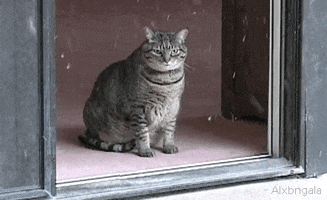 Video gif. An angry, chubby cat sits at the edge of a doorway that's open. It’s snowing outside and the cat stares at the snow with disdain.  