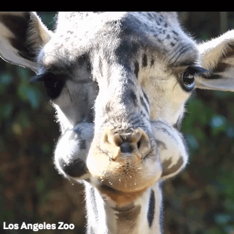 Los Angeles Zoo Giraffe GIF by Los Angeles Zoo and Botanical Gardens
