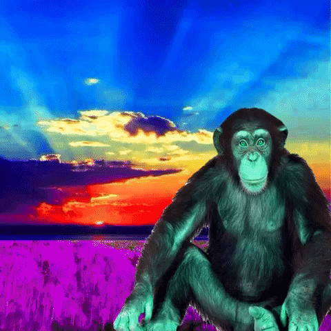 Monkey Dame GIF - Monkey Monke Dame - Discover & Share GIFs