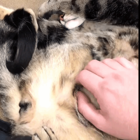 Cat GIF