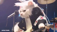 cats japan GIF