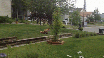 santiago fox foxy playtime fox playing GIF