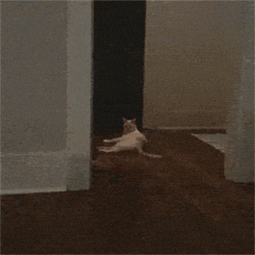 jakehollomon funny cat jump kitten GIF