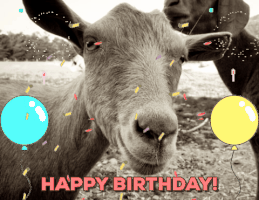 happy birthday goat GIF