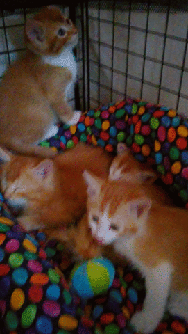 cjmaxi cute kittens baby kittens GIF