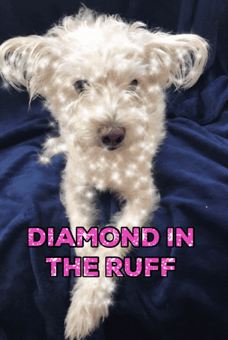 diamond in the rough sparkle dog GIF by chuber channel