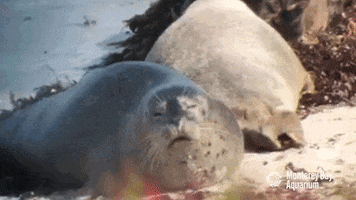 sleepy harbor seal GIF by Monterey Bay Aquarium