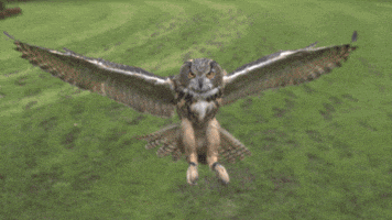 fabiodiasmagalhaes  GIF