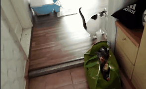 catmanian cats who are warmingly welcomming their humans GIF