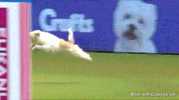 tibor  GIF