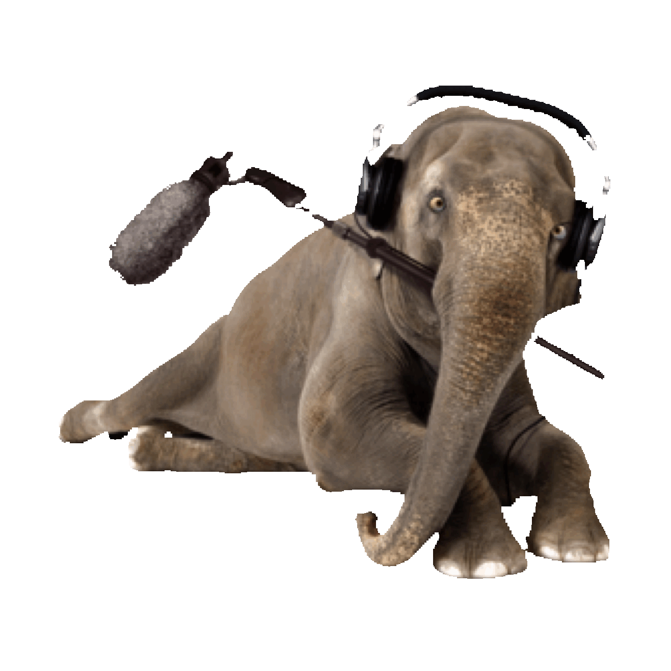 Elephant Sticker by imoji for iOS & Android GIPHY