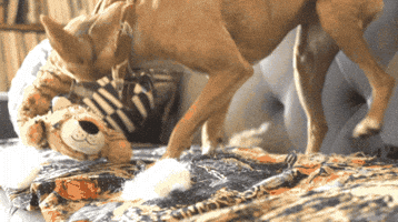 dog toy GIF by The BarkPost 