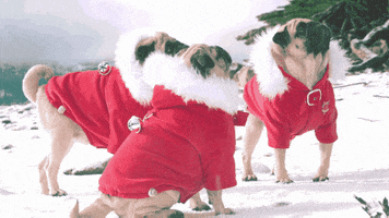 winter wonderland pugs GIF by Columbia Records