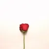 My Love Flower GIF by cintascotch via giphy.com