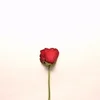 My Love Flower GIF by cintascotch via giphy.com